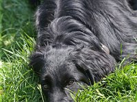 Puppys van Bliss040622-0148